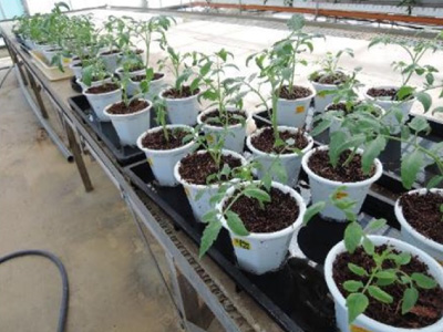 生物性向上試験(DGC連携)