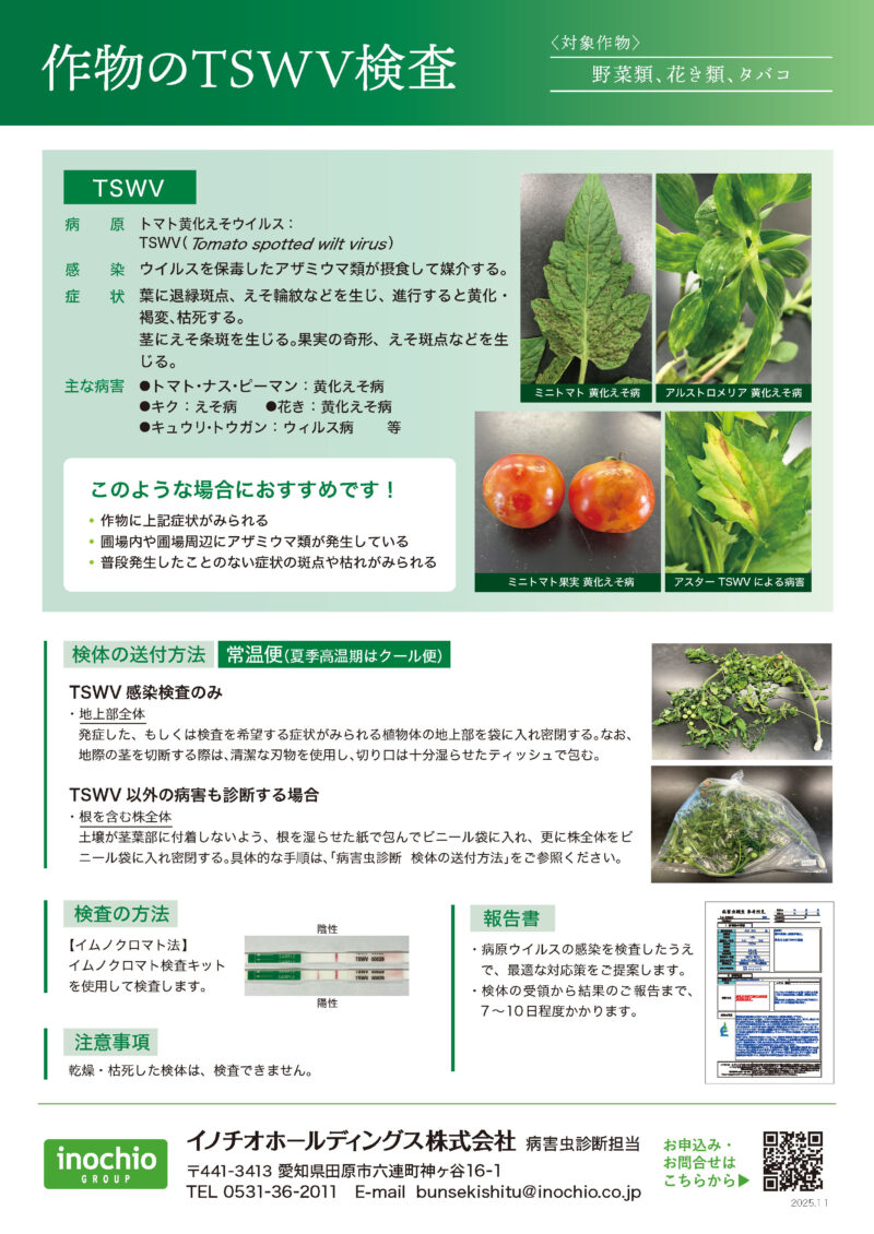 作物のTSWV検査